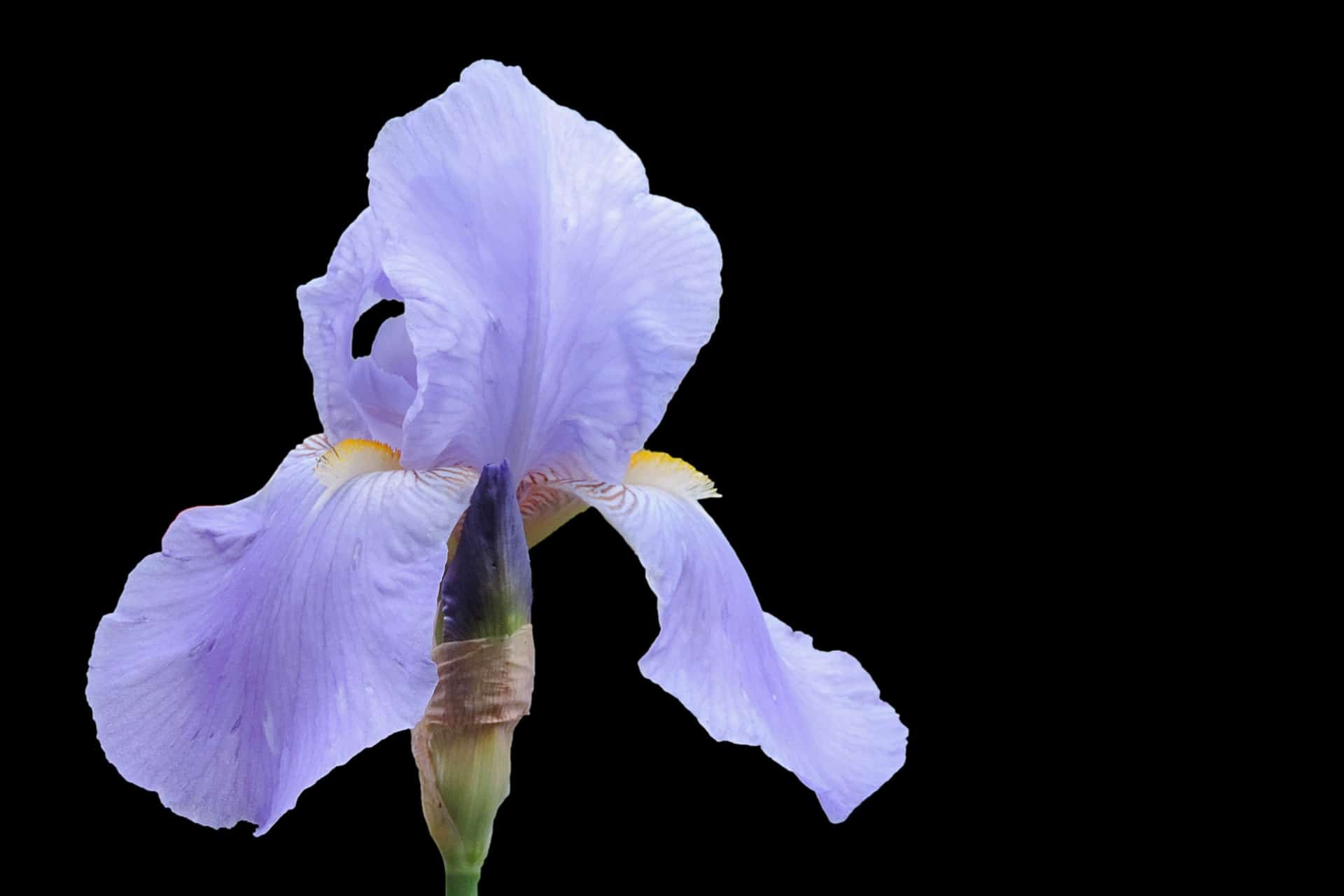 Iris, eine beliebte Blume für die Trauer